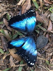 Morpho helenor achillides