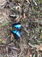 Morpho helenor achillides