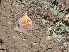 Calochortus plummerae