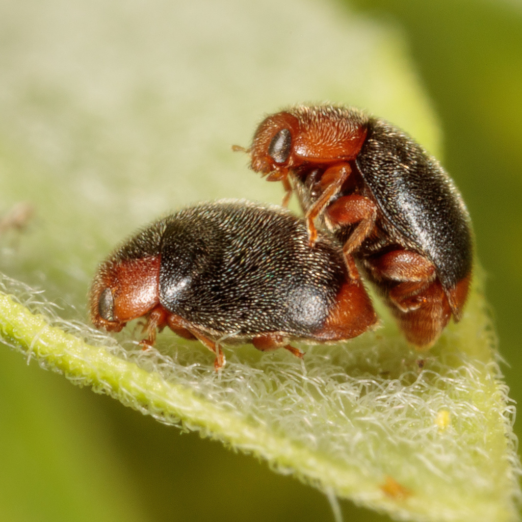 Scymnus louisianae