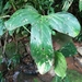 Anthurium rotundatum - Photo (c) ramon_d, algunos derechos reservados (CC BY-NC), subido por ramon_d