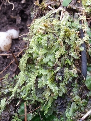 Chiloscyphus pallescens