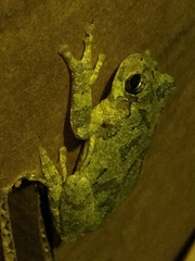 Hyla versicolor