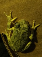 Hyla versicolor