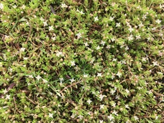 Heliophytum