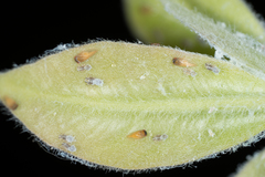 Ctenarytaina longicauda