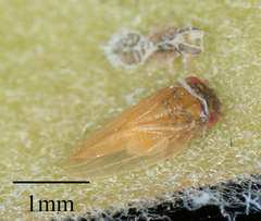 Ctenarytaina longicauda