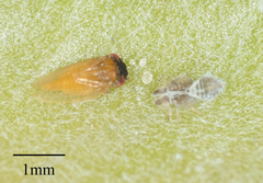 Ctenarytaina longicauda