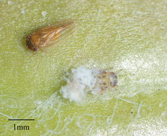 Ctenarytaina longicauda