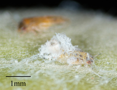 Ctenarytaina longicauda