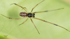 Latrodectus geometricus