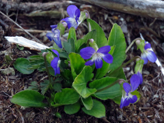 Viola fimbriatula