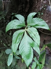 Tectariaceae