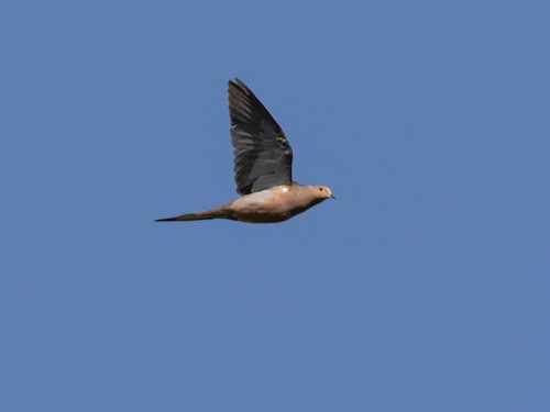 Mourning Dove photographed in Virginia