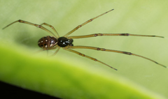 Latrodectus geometricus