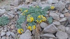 Tropaeolum polyphyllum