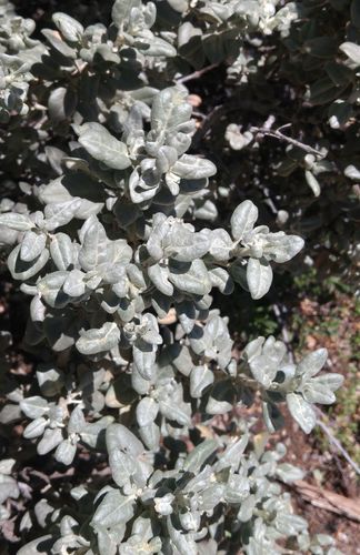 Roundleaf buffaloberry