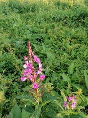 Chamaenerion angustifolium