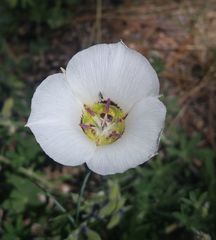 Calochortus ambiguus