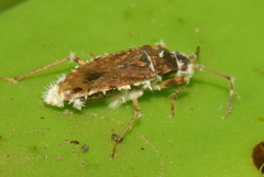 Elasmolomus squalidus