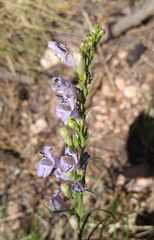 Penstemon linarioides