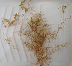 Potamogeton spirillus