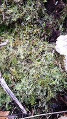 Chiloscyphus pallescens