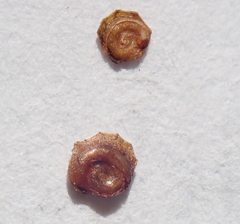 Potamogeton spirillus