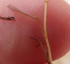 Potamogeton spirillus