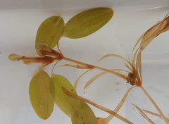 Potamogeton spirillus