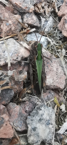 Omocestus rufipes