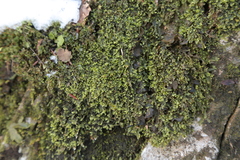 Pedinophyllum interruptum