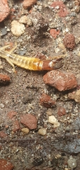 Dicellurata