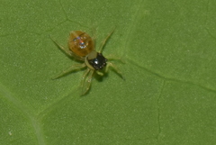 Phintella vittata