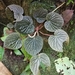 Peperomia hodgei - Photo (c) ramon_d, some rights reserved (CC BY-NC), uploaded by ramon_d