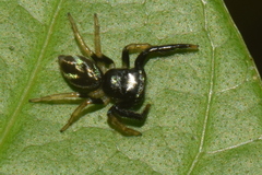 Thiania bhamoensis