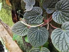 Peperomia hodgei