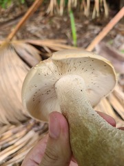 Macrocybe titans