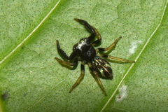 Thiania bhamoensis