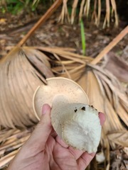Macrocybe titans