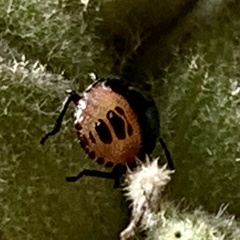 Cosmopepla lintneriana