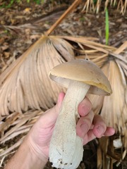 Macrocybe titans