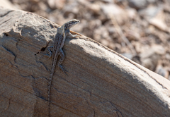 Uta stansburiana stansburiana
