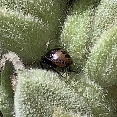 Cosmopepla lintneriana