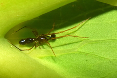Coleosoma