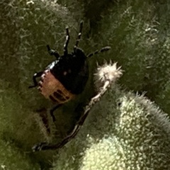 Cosmopepla lintneriana