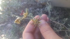 Fritillaria pinetorum