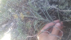 Fritillaria pinetorum