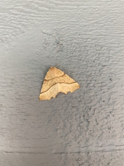 Tetracis jubararia
