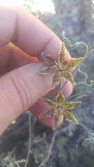 Fritillaria pinetorum